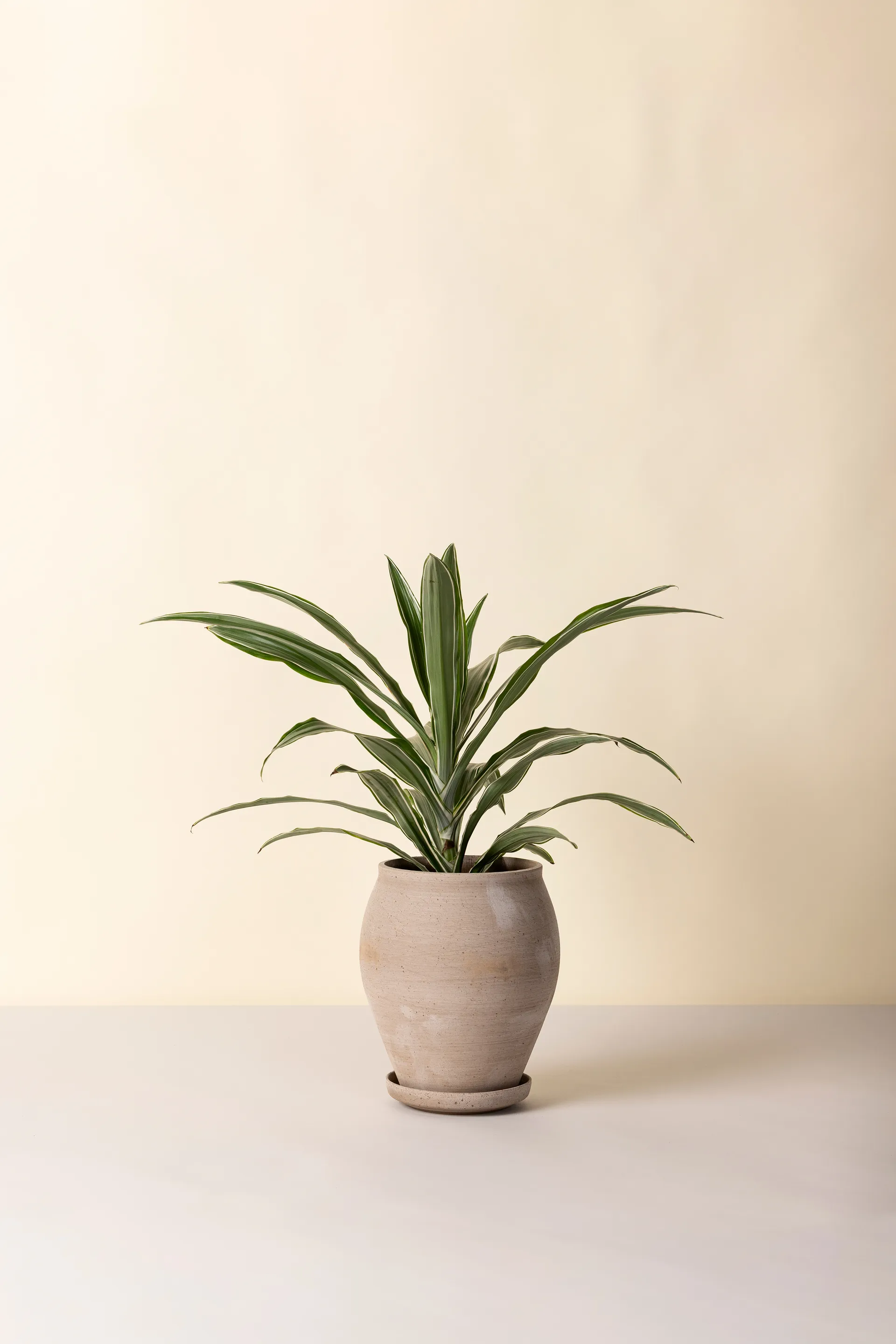 Delphi krukke med underskål 2 dele, Grey, Ø22 cm, tall Bergs Potter