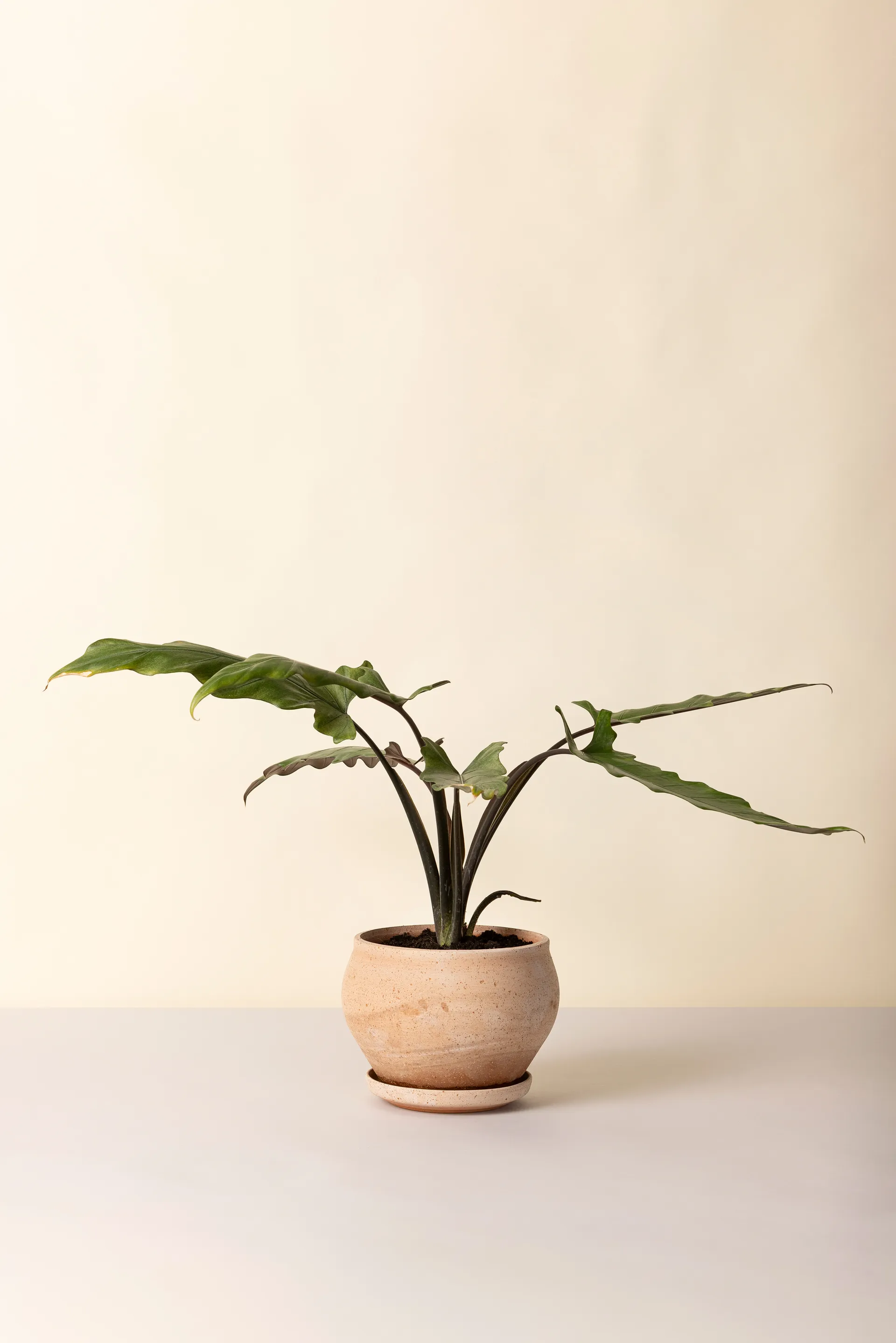 Delphi krukke med underskål 2 dele, Lyserød, Ø24 cm, low Bergs Potter