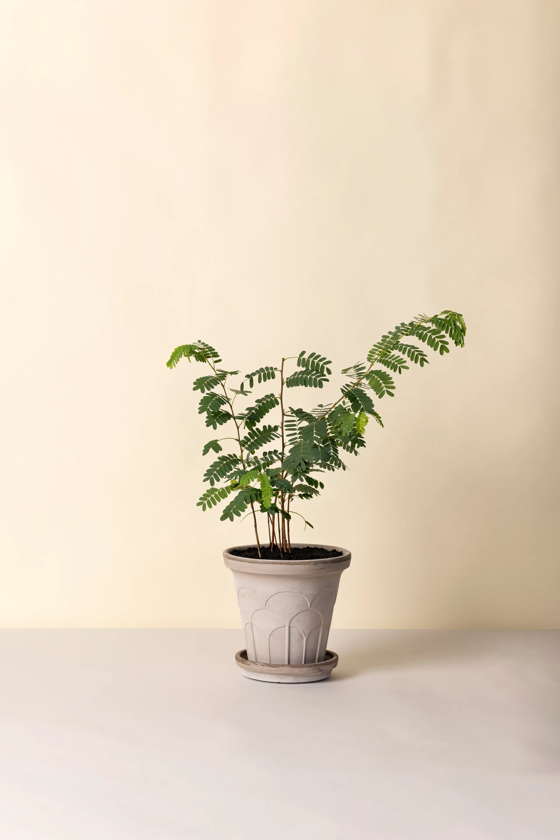 Fleur krukke med underskål 2 dele, Grey, Ø21 cm Bergs Potter