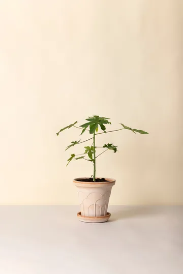 Fleur krukke med underskål 2 dele - Lyserød, Ø21 cm - Bergs Potter