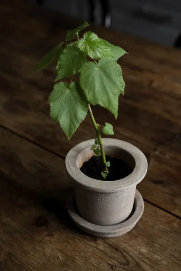 Ernst terrakotta krukke med underskål - Ø12×10 cm - ERNST