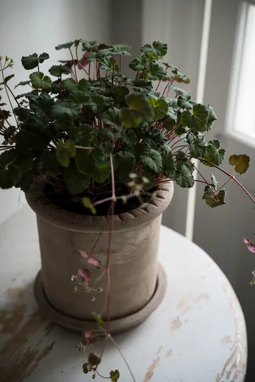 Ernst terrakotta krukke med underskål - Ø20 × 20 cm - ERNST