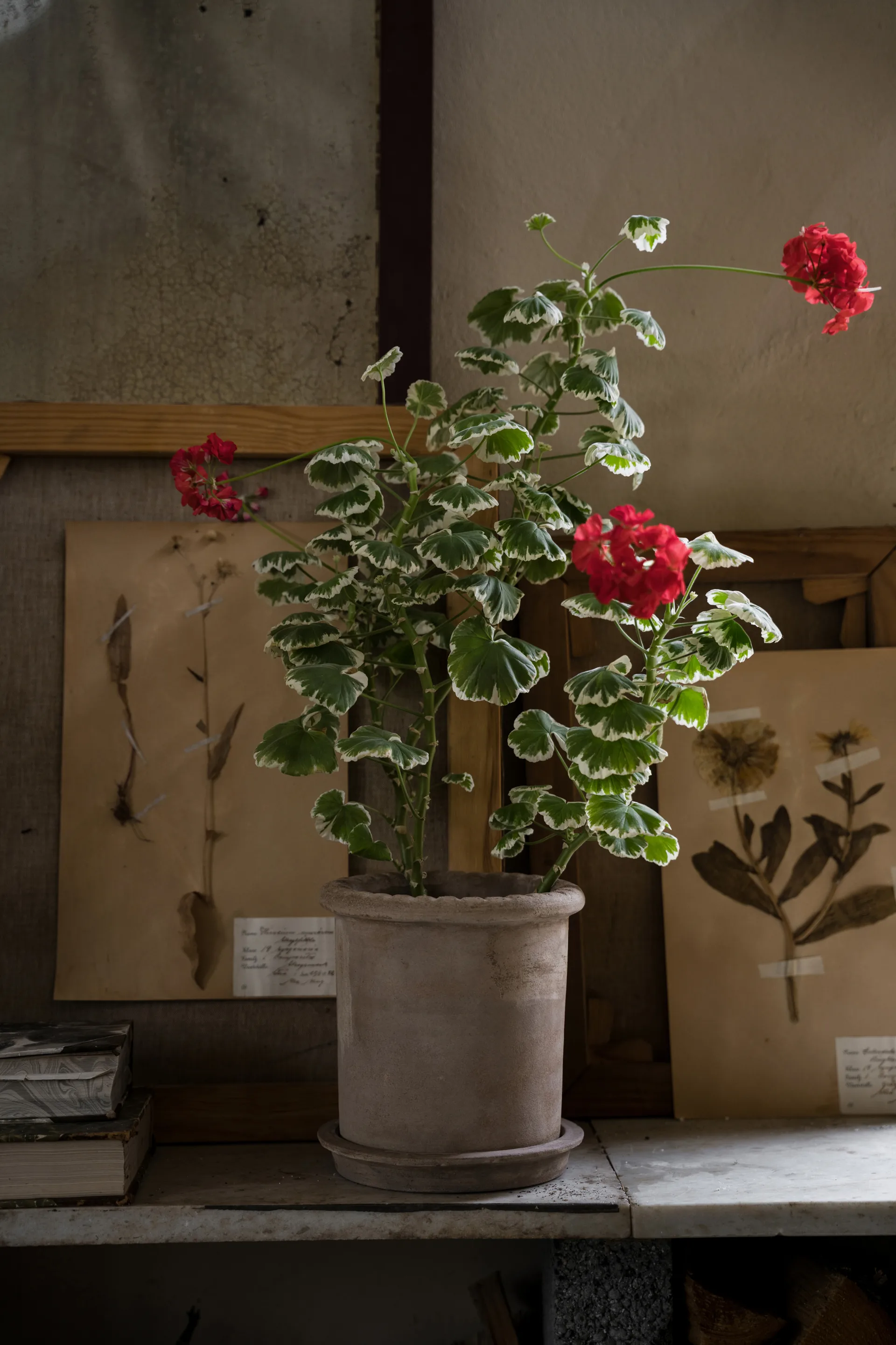 Ernst terrakotta krukke med underskål, Ø20 × 20 cm ERNST