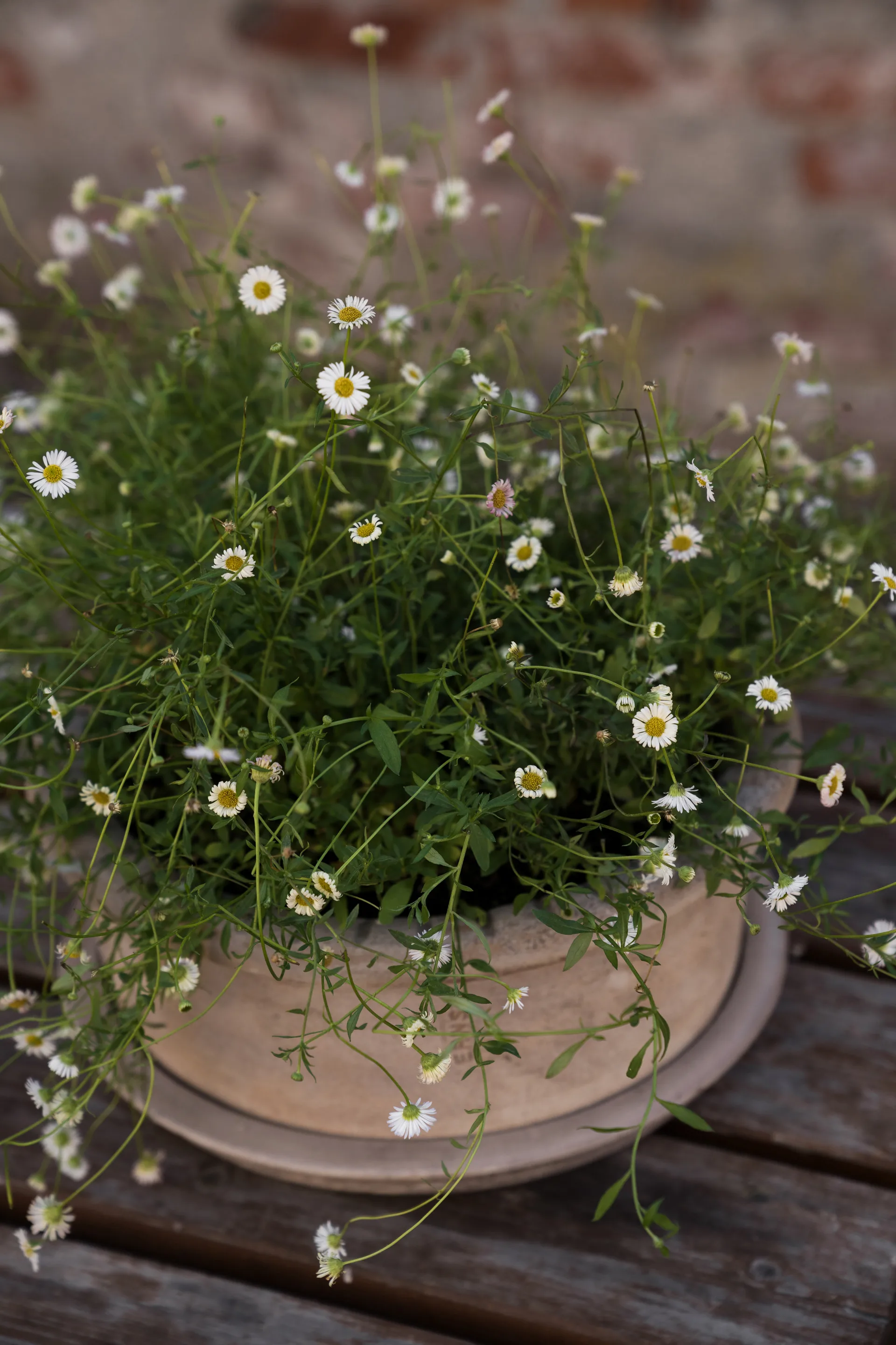 Ernst terrakotta krukke med underskål, Ø33×12 cm ERNST