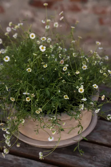 Ernst terrakotta krukke med underskål - Ø33×12 cm - ERNST