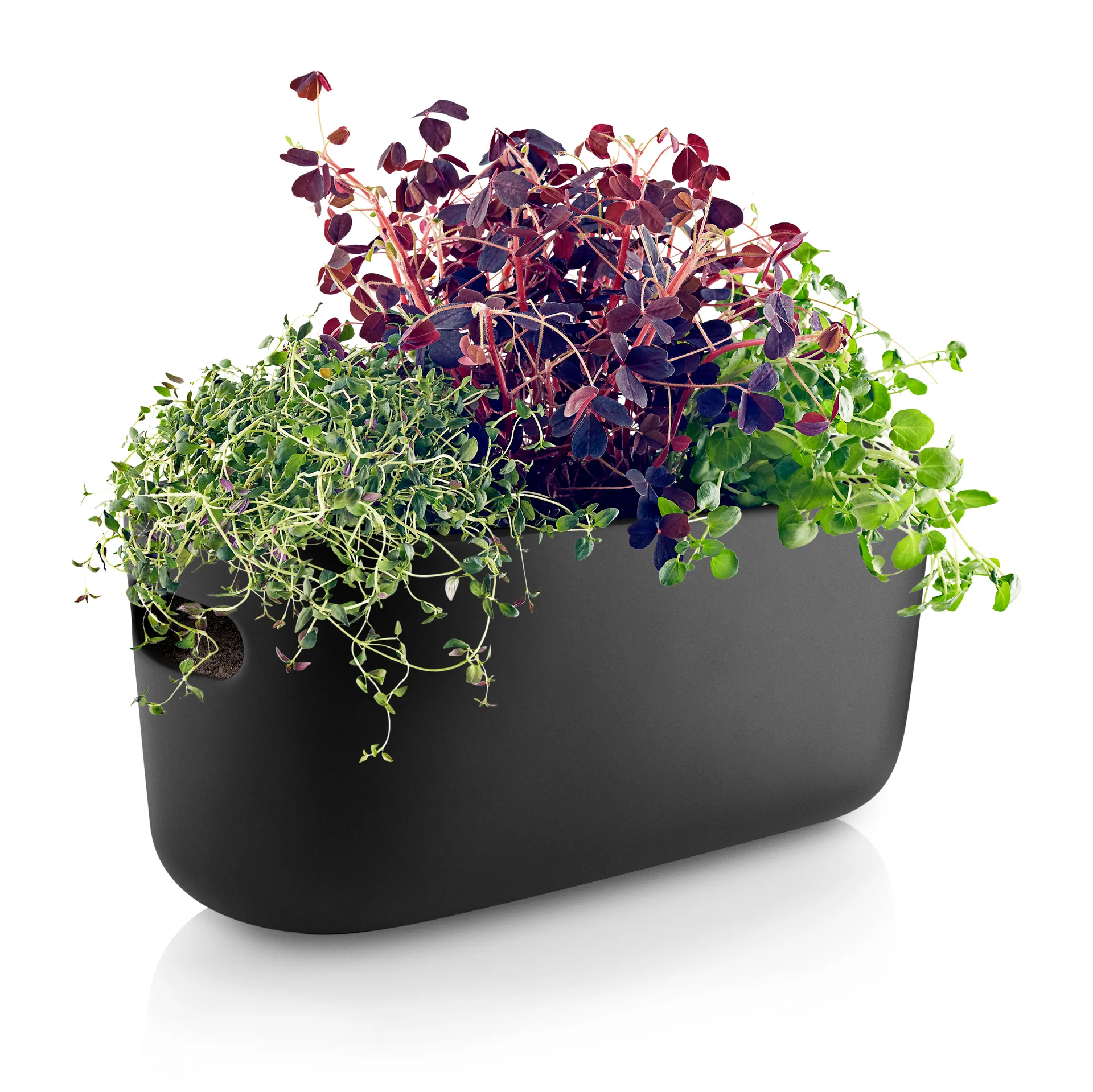 Eva Solo selvvandende herb organiser, Sort Eva Solo