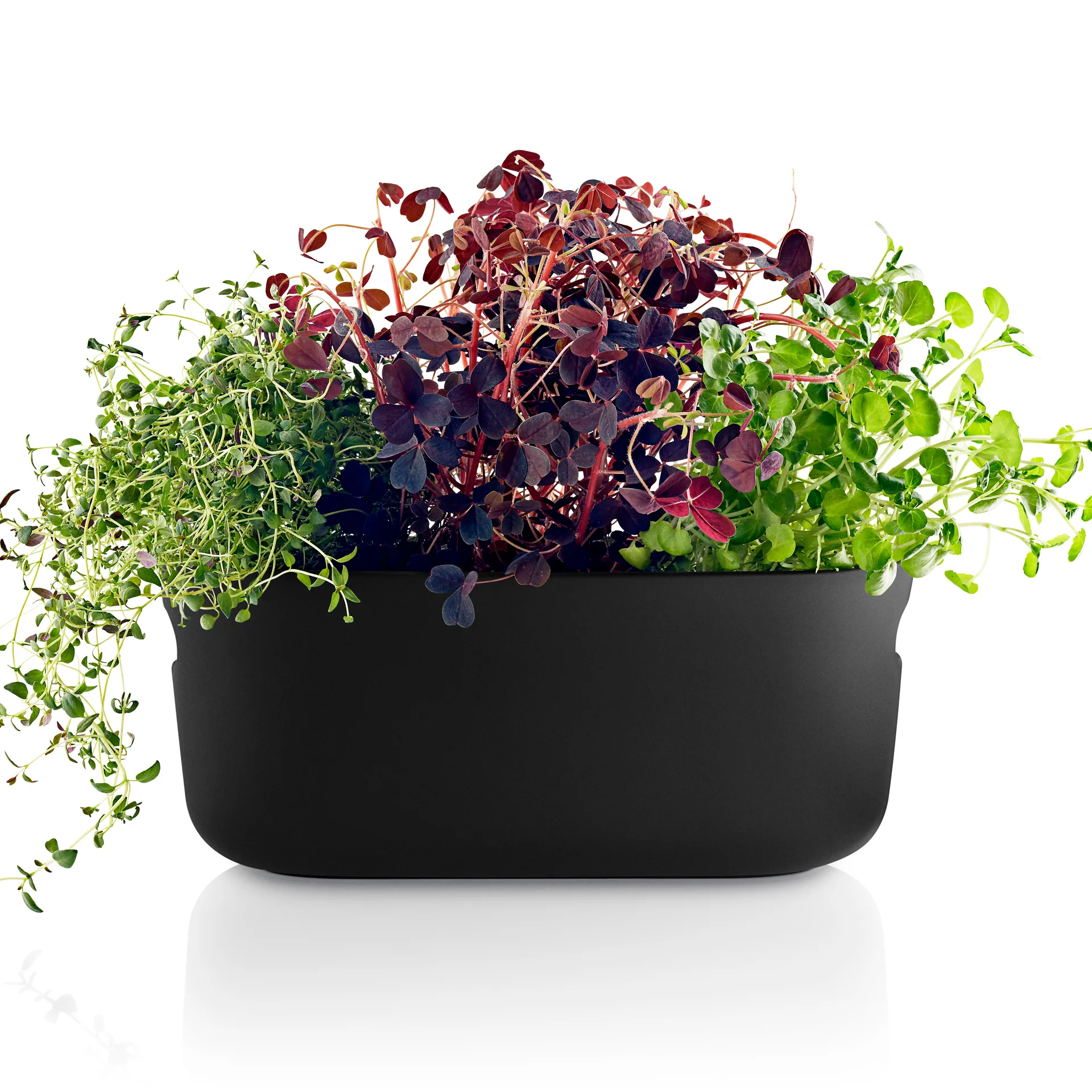 Eva Solo selvvandende herb organiser, Sort Eva Solo