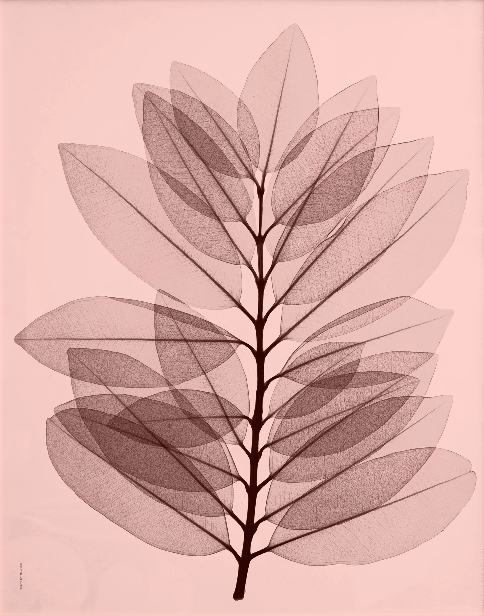 "Metrosideros excelsea" plakat, 40x50 cm Fine Little Day