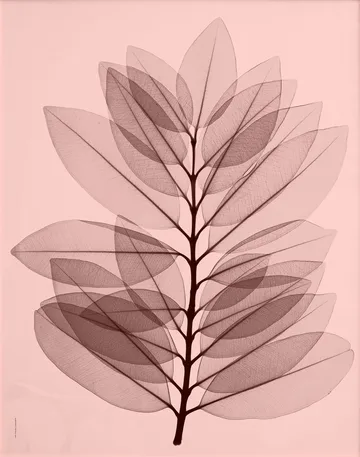 "Metrosideros excelsea" plakat - 40x50 cm - Fine Little Day