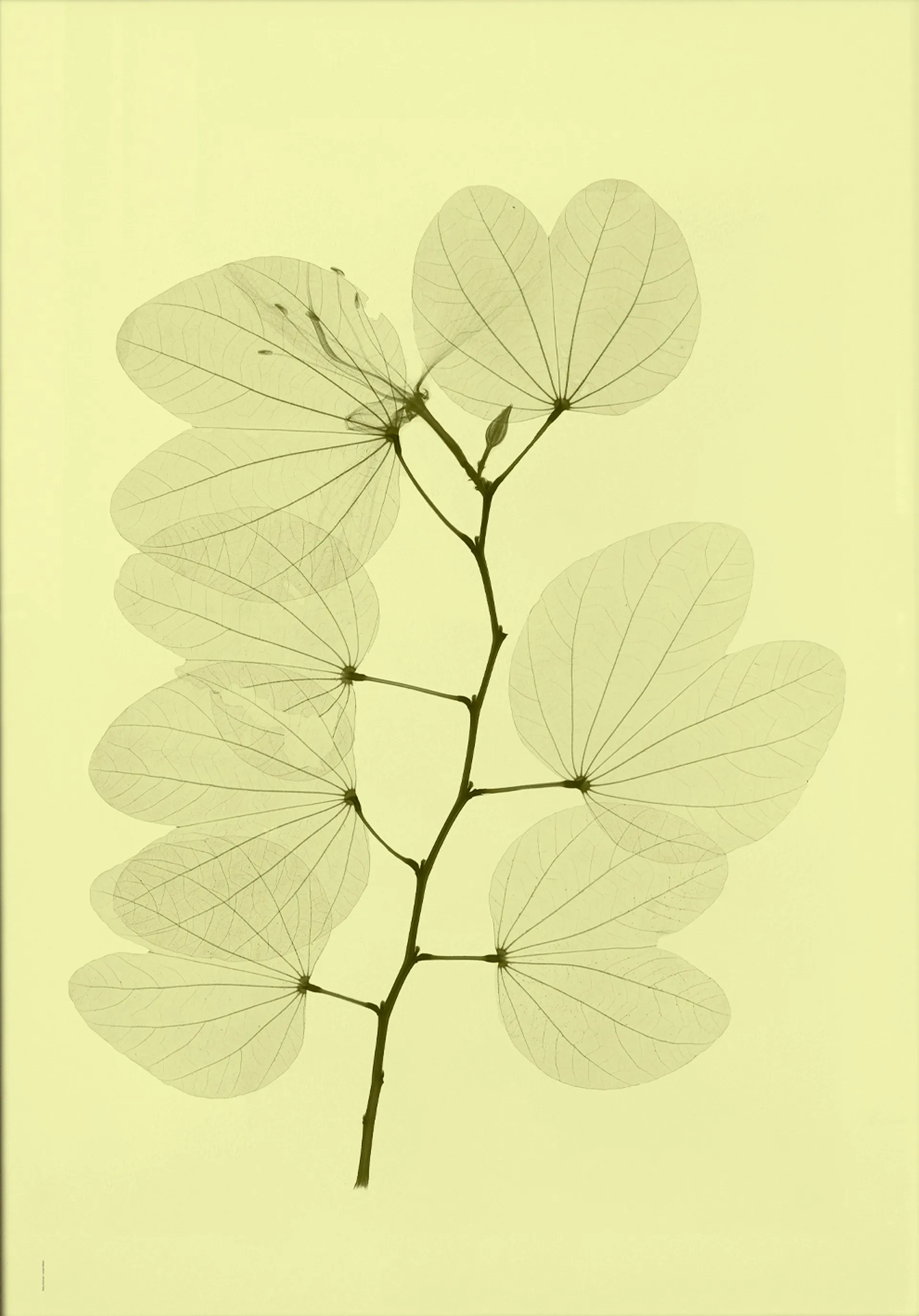 "Orkidebauhinia" plakat, 70x100 cm Fine Little Day