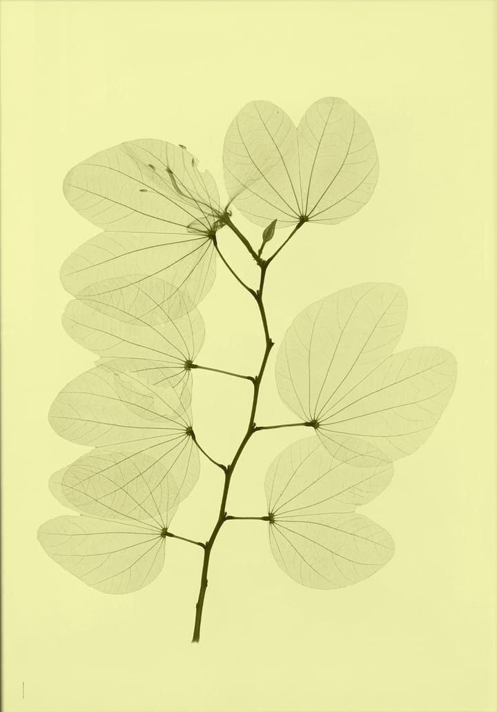 "Orkidebauhinia" plakat, 70x100 cm Fine Little Day