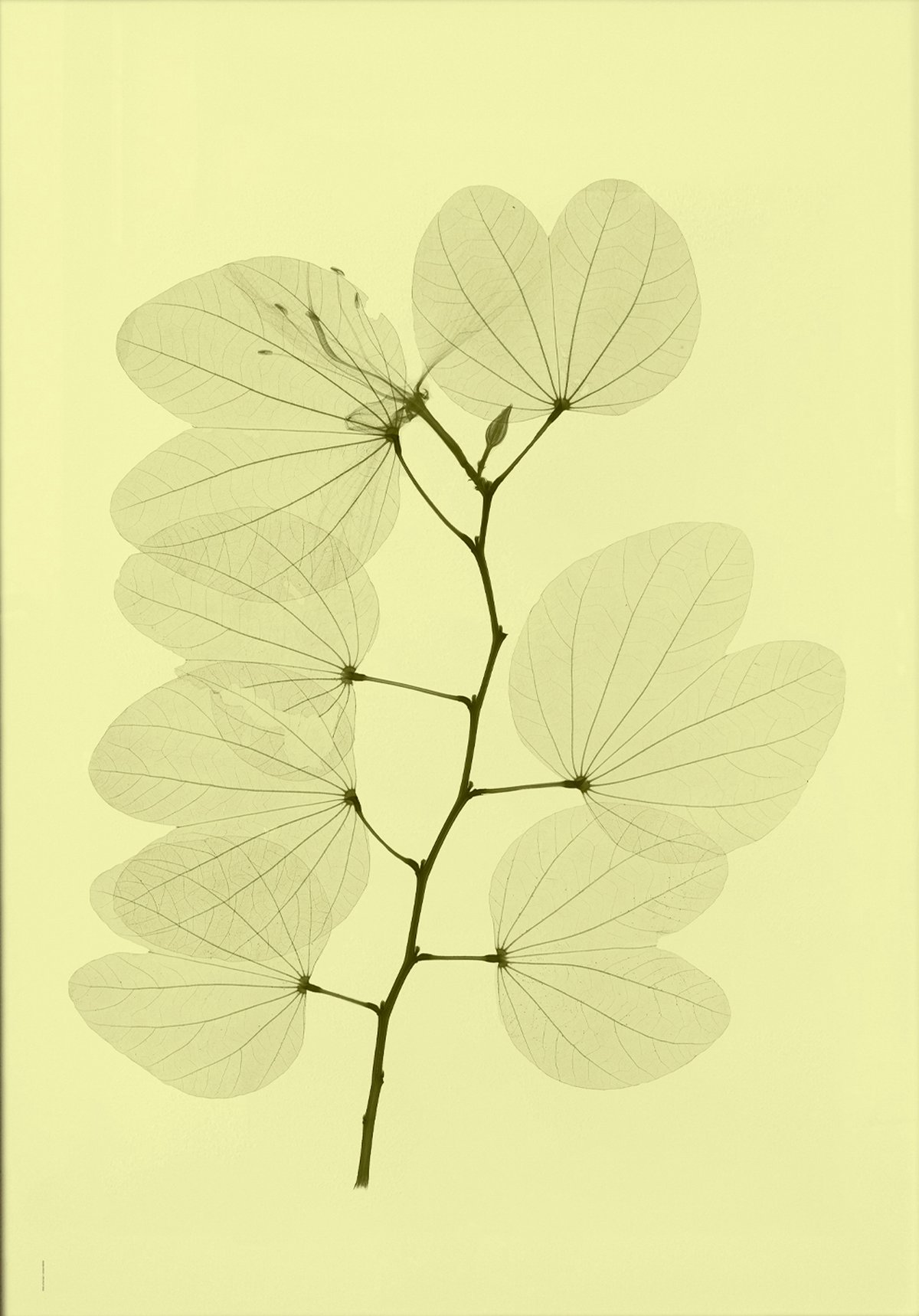 Fine Little Day “Orkidebauhinia” plakat 70×100 cm