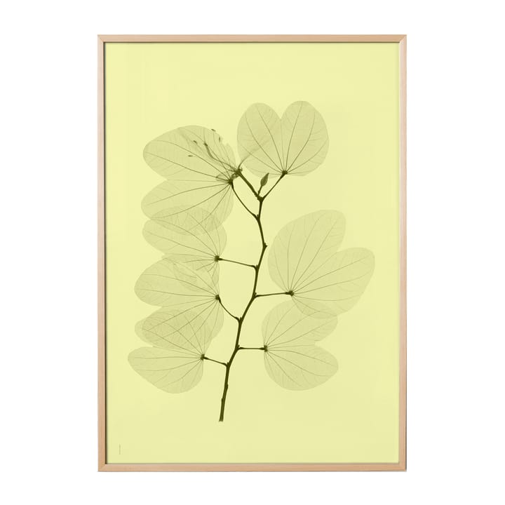 "Orkidebauhinia" plakat, 70x100 cm Fine Little Day