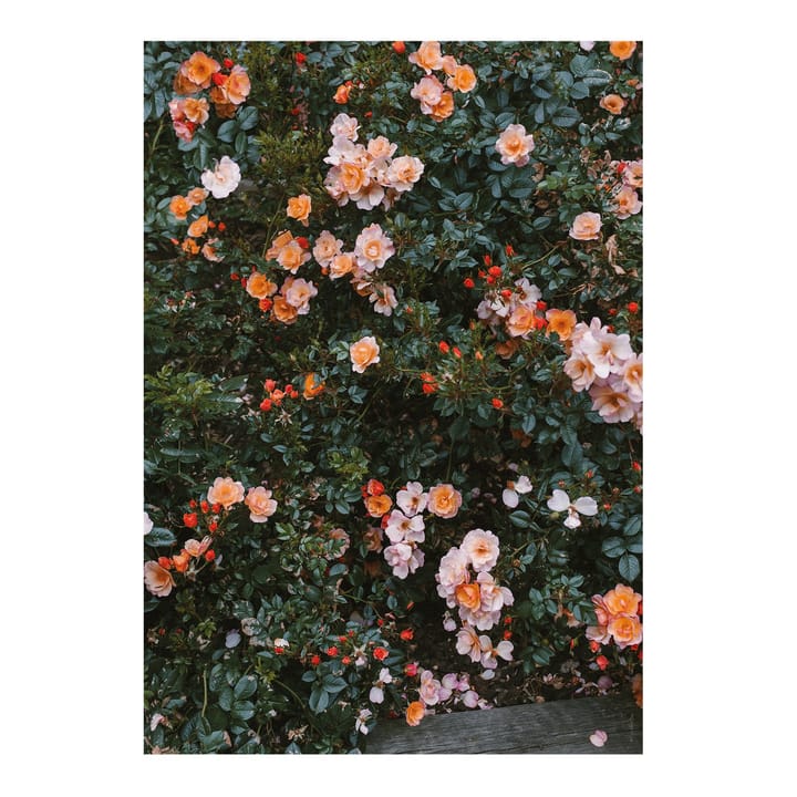Rose plakat, 70x100 cm Fine Little Day