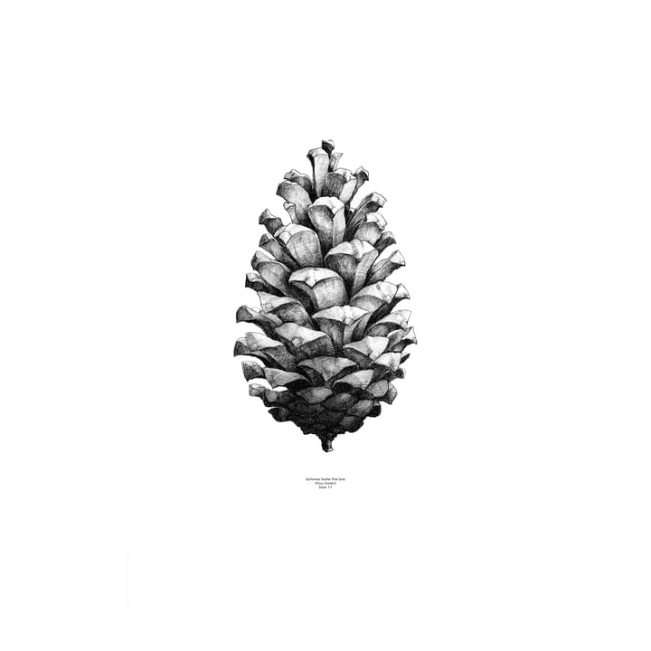 1:1 Pine Cone plakat, hvid, 50 x 70 cm Paper Collective