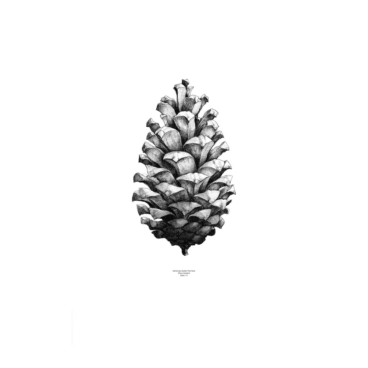 Paper Collective 1:1 Pine Cone plakat hvid 50 x 70 cm