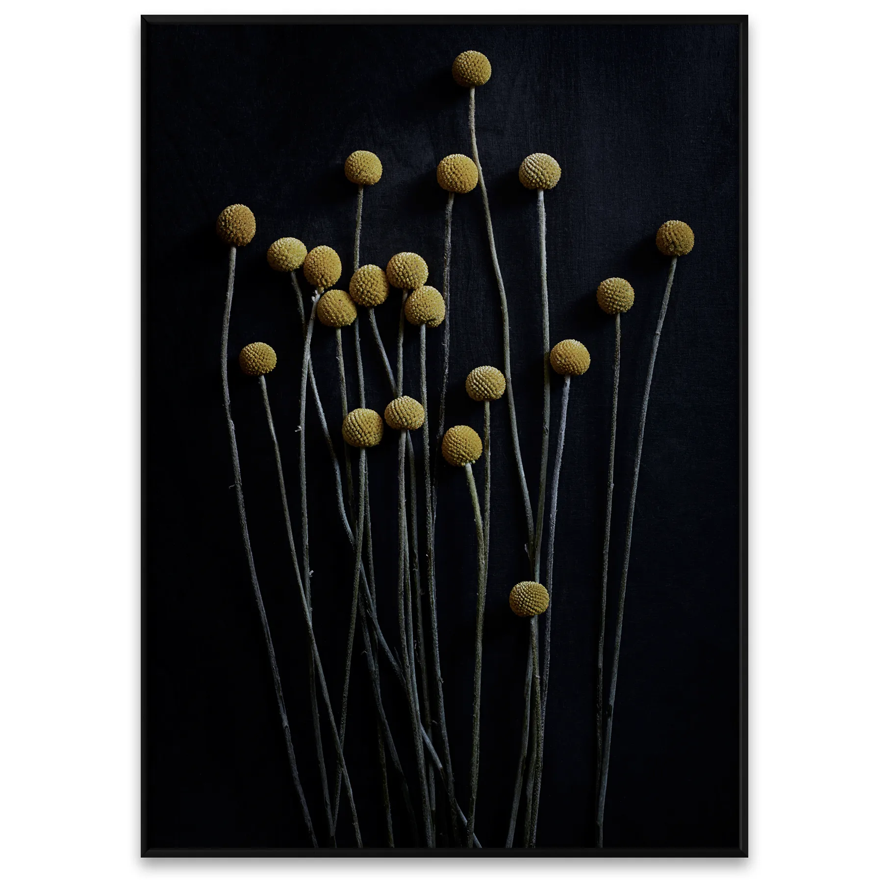 Still Life 01 Yellow Drumsticks plakat, 50x70 cm Paper Collective
