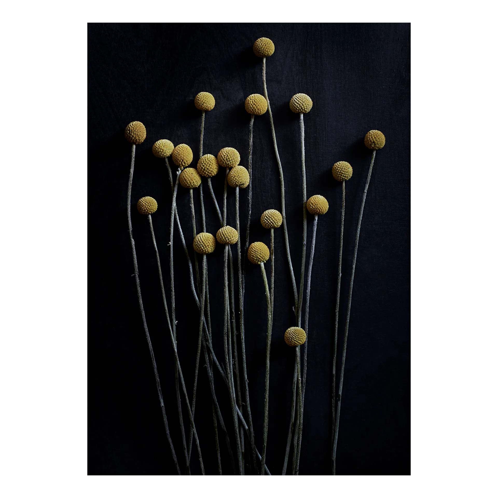 Still Life 01 Yellow Drumsticks plakat, 50x70 cm Paper Collective