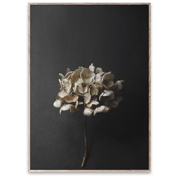 Still Life 04 Hydrangea plakat - 50x70 cm - Paper Collective