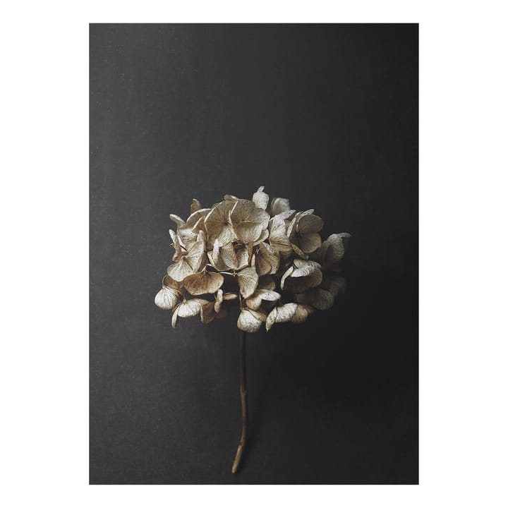 Still Life 04 Hydrangea plakat, 50x70 cm Paper Collective